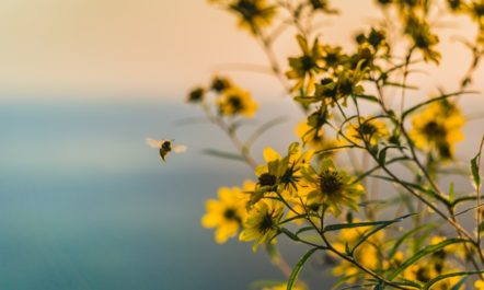 Native Bees.jpg