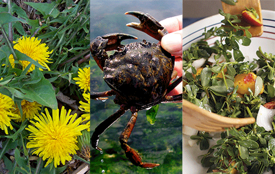 Invasive Species Collage