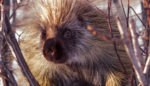 A Lesson in Tranquility … From a Porcupine