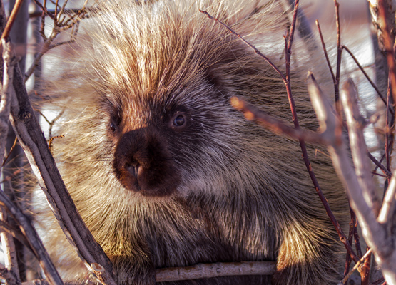 Porcupine in tree