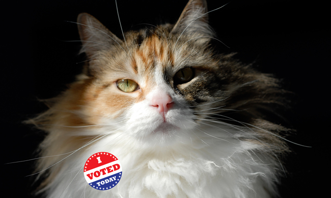 votingcat.jpg