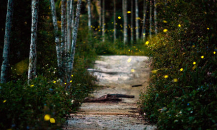 fireflies.jpg