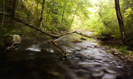 Stream_BillWilson650.jpg
