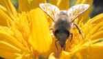 4 Ways to Build a Bee-Friendly Neighborhood