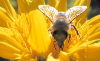 Bee on a Sunflower