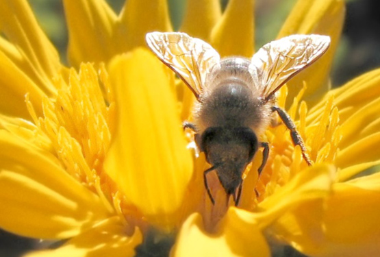Bee on a Sunflower