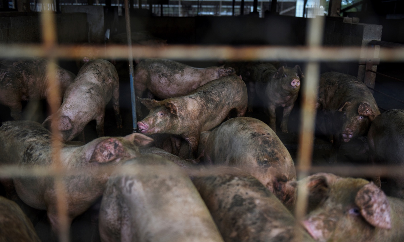 hog-famrs-pollution.jpg