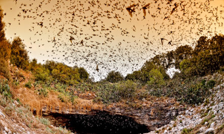 1.bats_Bracken_Cave_Preserve
