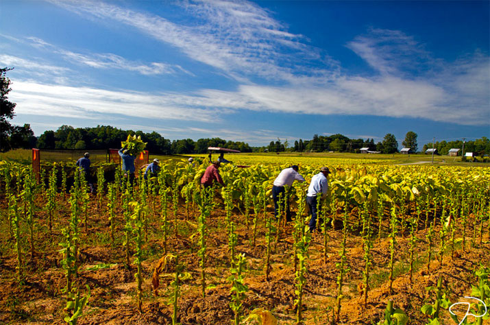 Tobacco workers photo by Jim Dollar