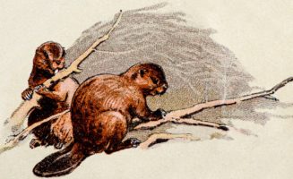 beavers.jpg