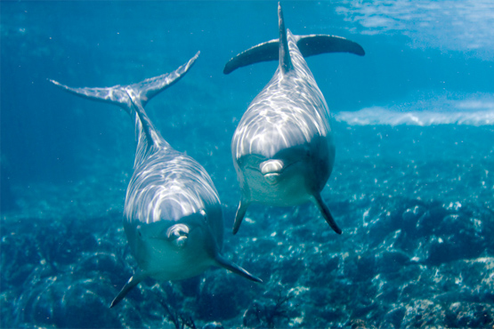 Dolphins. Photo by Jeff Kraus.