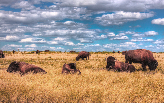Prairie bison