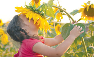 Sunflower photo by Vitalinka/Shutterstock