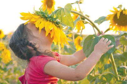 Sunflower photo by Vitalinka/Shutterstock